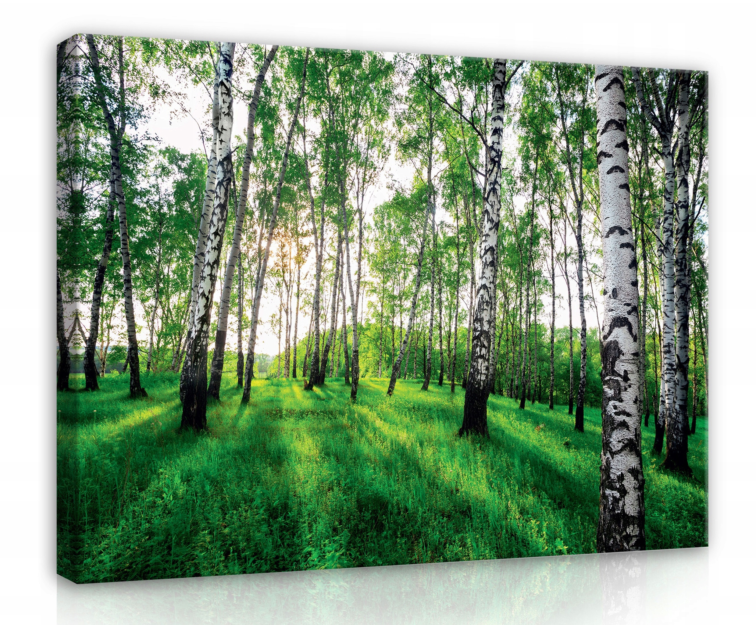 Obraz Na Plátně Canvas 80x60 Les Břízy Zeleň