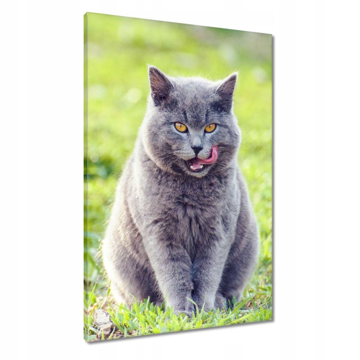 Obrazy 60x90 Kočička Kočky Kicia