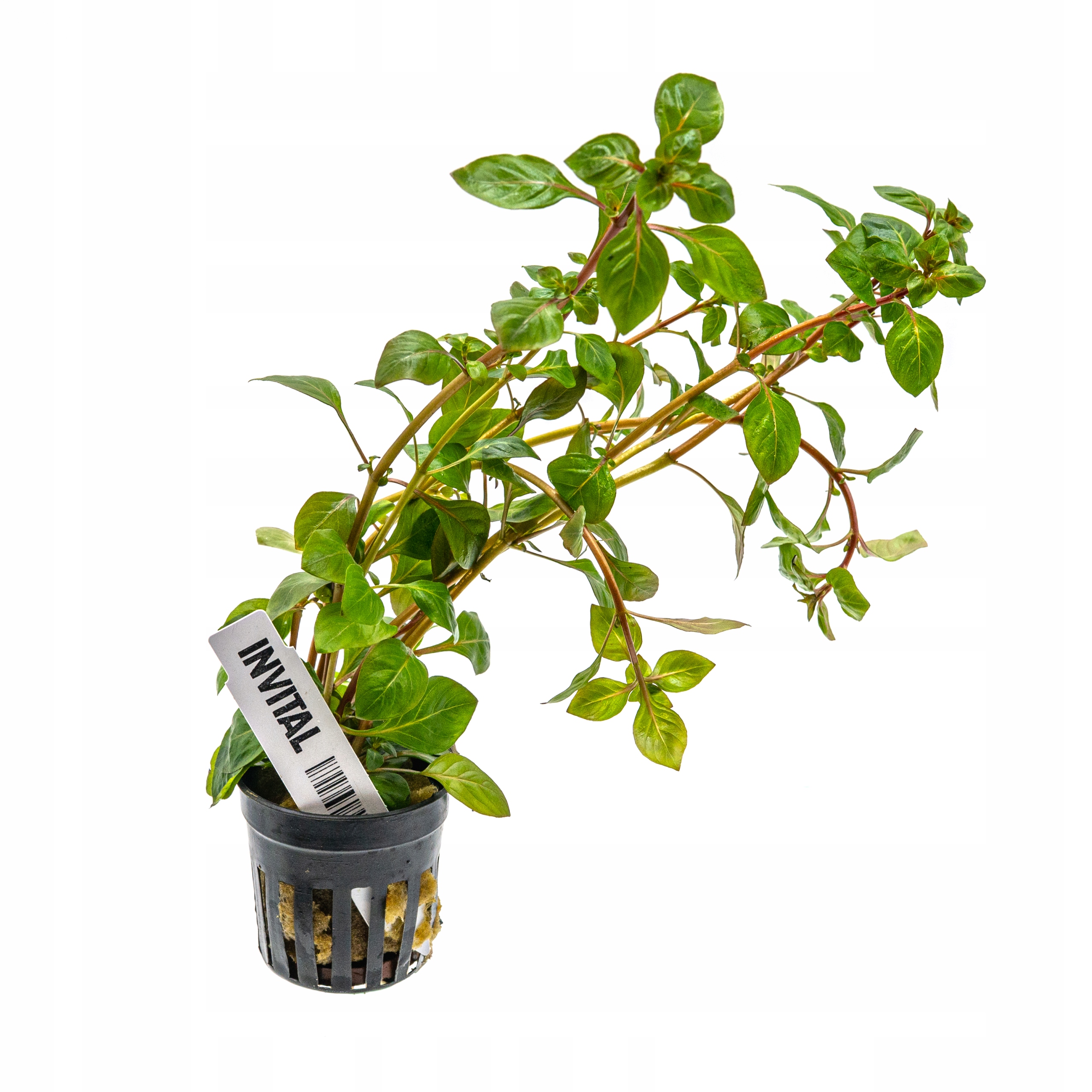 INVITAL Ludwigia palustris корзина Ø 5,5 см