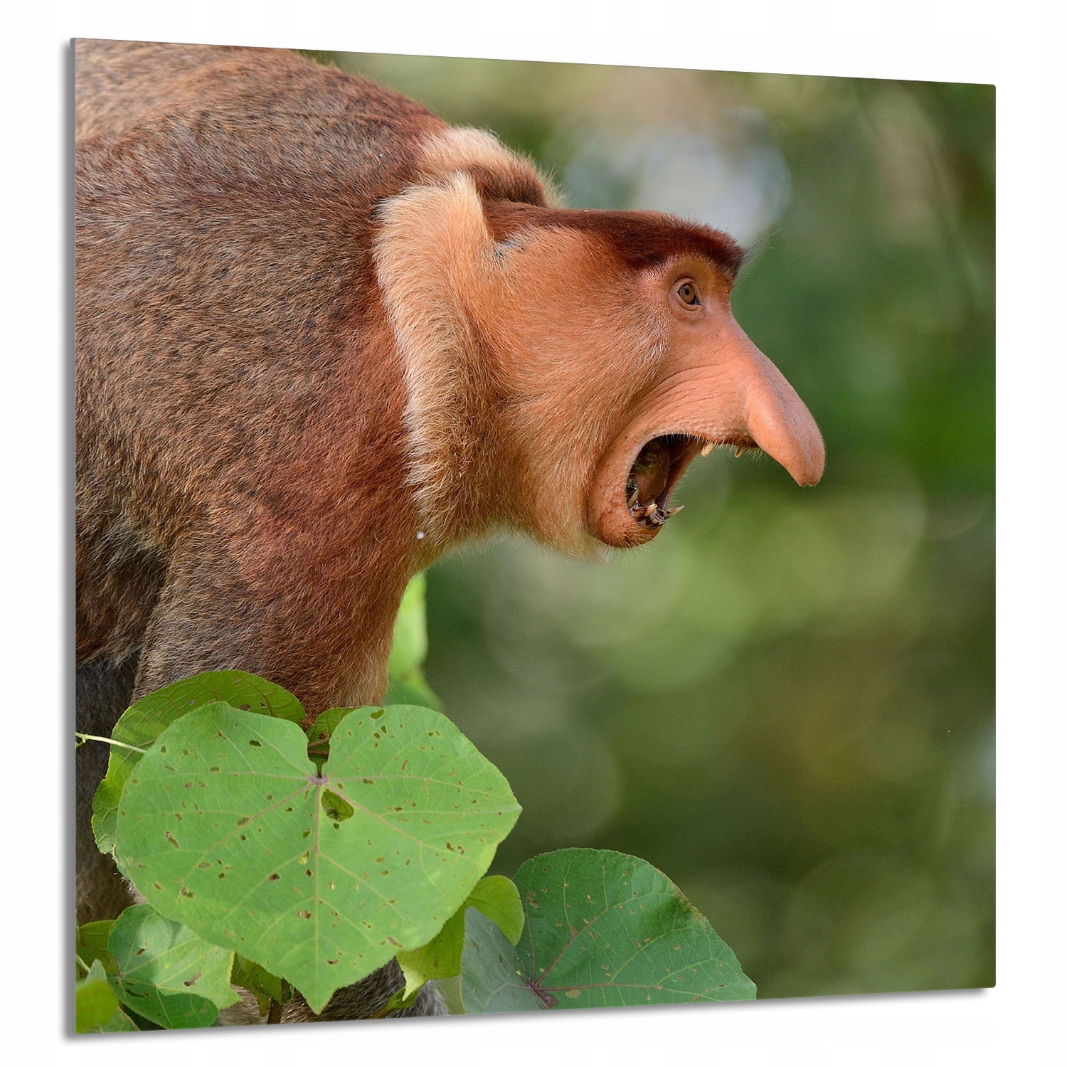 Skleněný Panel Do Kuchyně 60x65 Nosítko Tvrzené Sklo