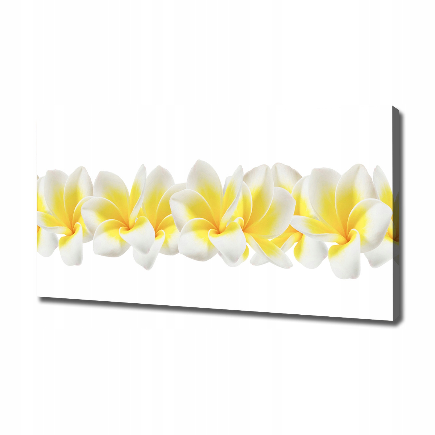 

Foto obraz canvas na ścianę Plumeria 120x60 cm
