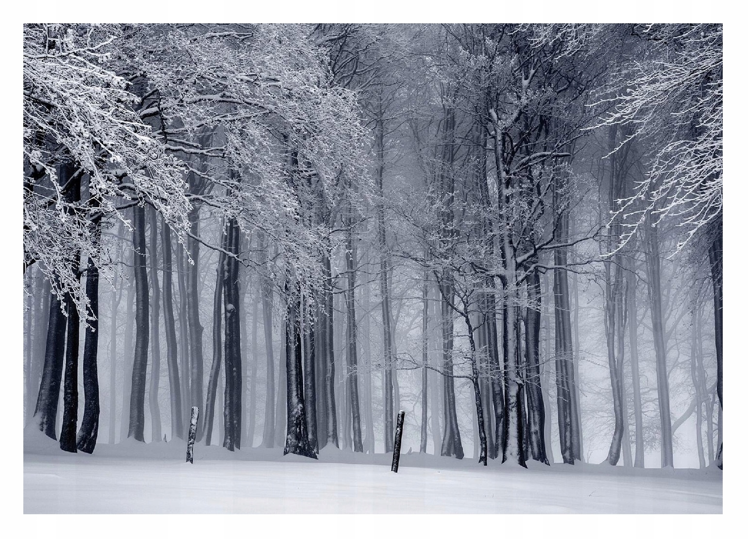 Fototapeta Zimní Les Zima Les Sníh 312x219