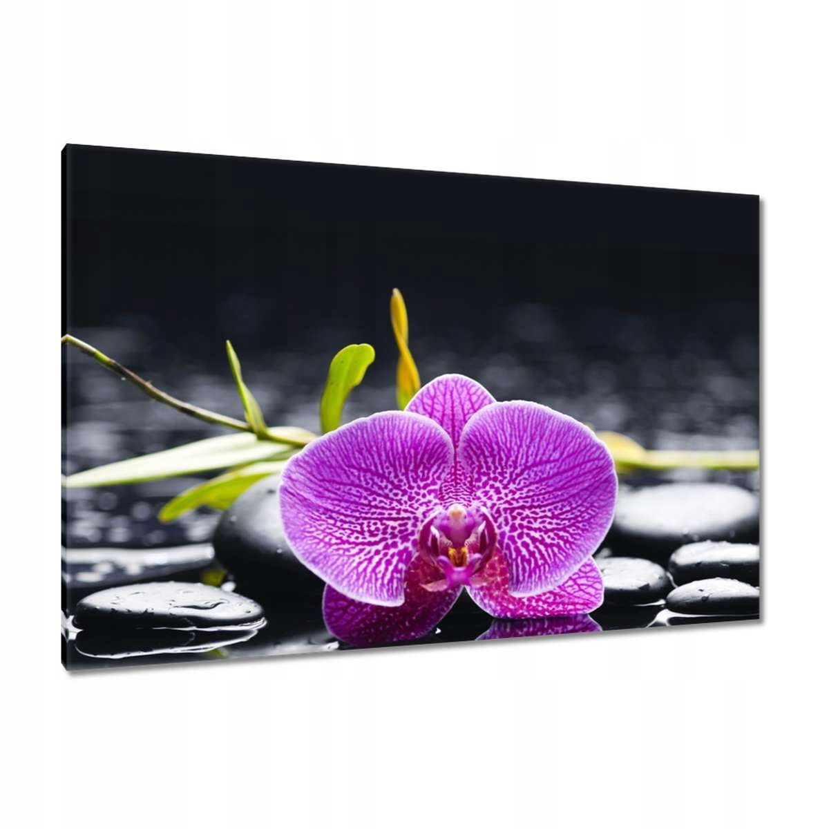 Obrazy 120x80 Fialová orchidej