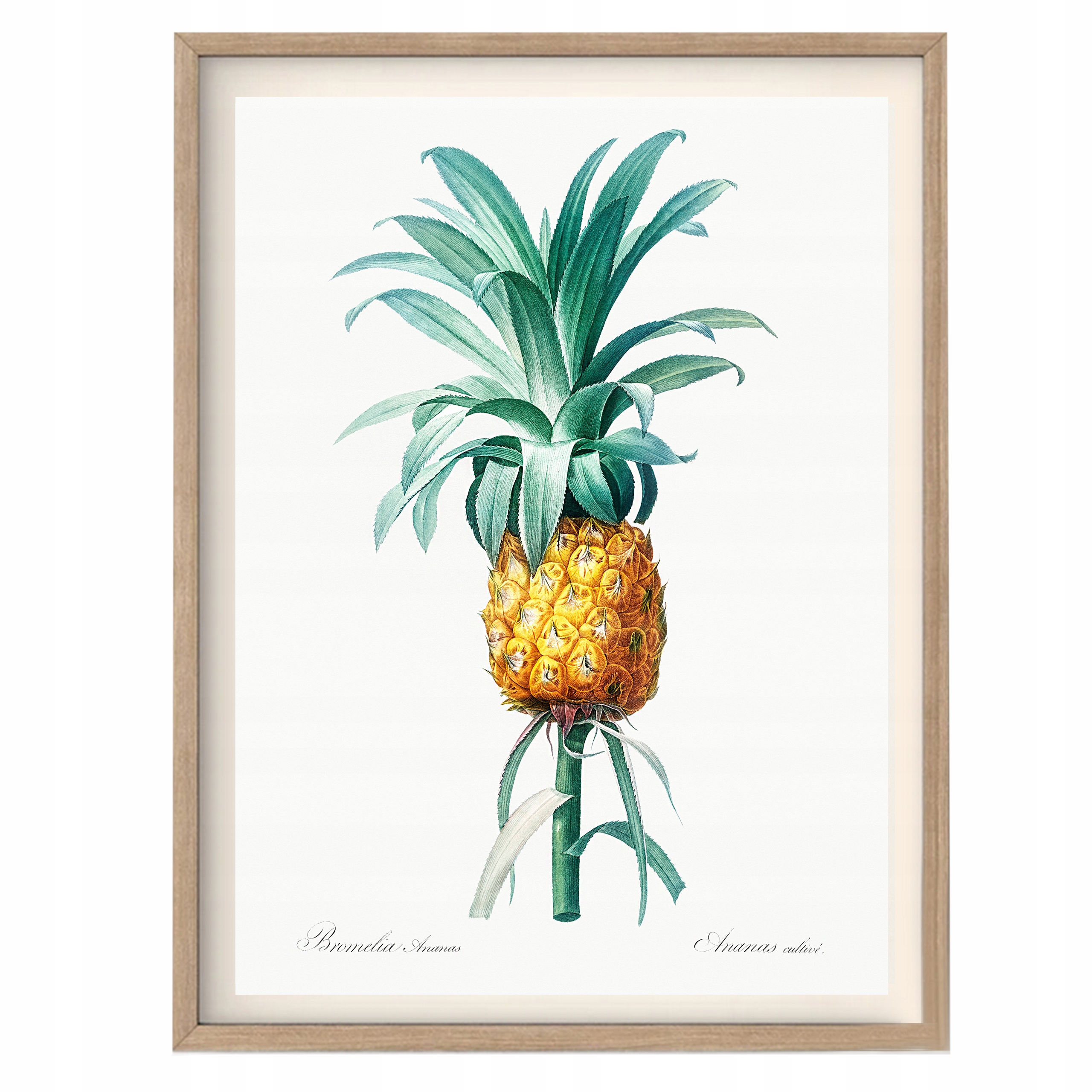 

Plakat Ananas Egzotyka Dekoracja Obraz A3