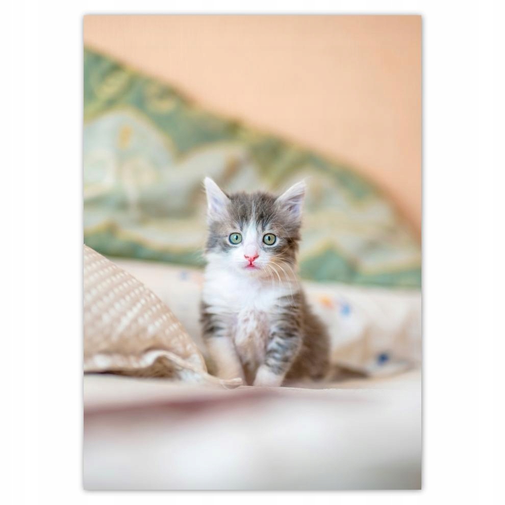 

Naklejki 50x70 Kot Kotek Koty Kicia