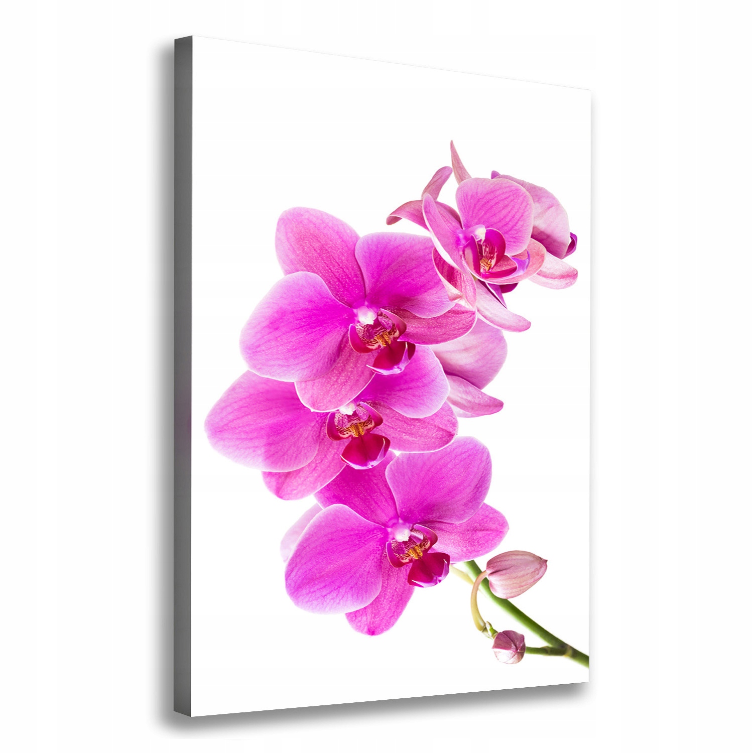 

Foto obraz na płótnie Różowa orchidea 70x100 cm