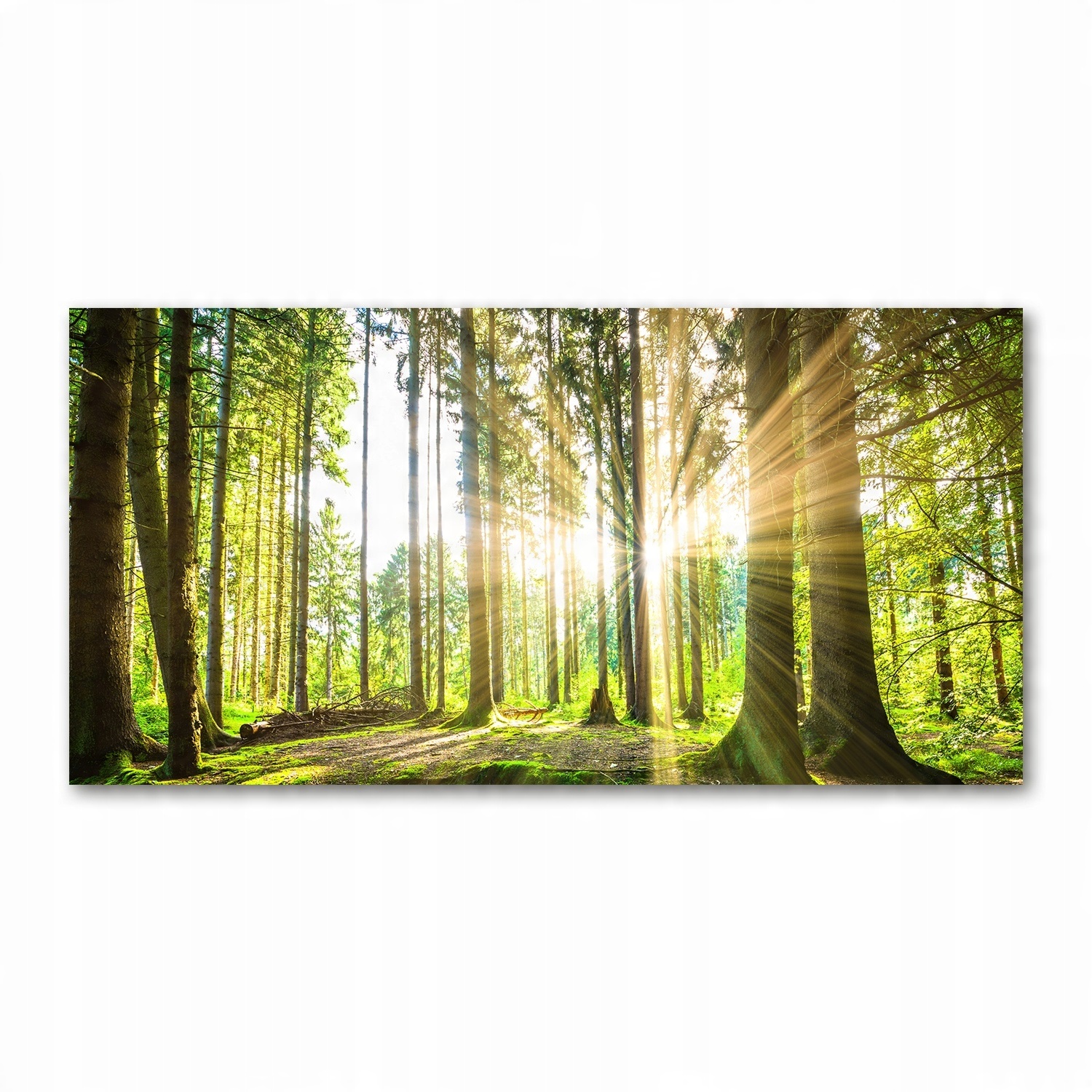 

Foto obraz akryl zdjęcie Las w słońcu 120X60 cm