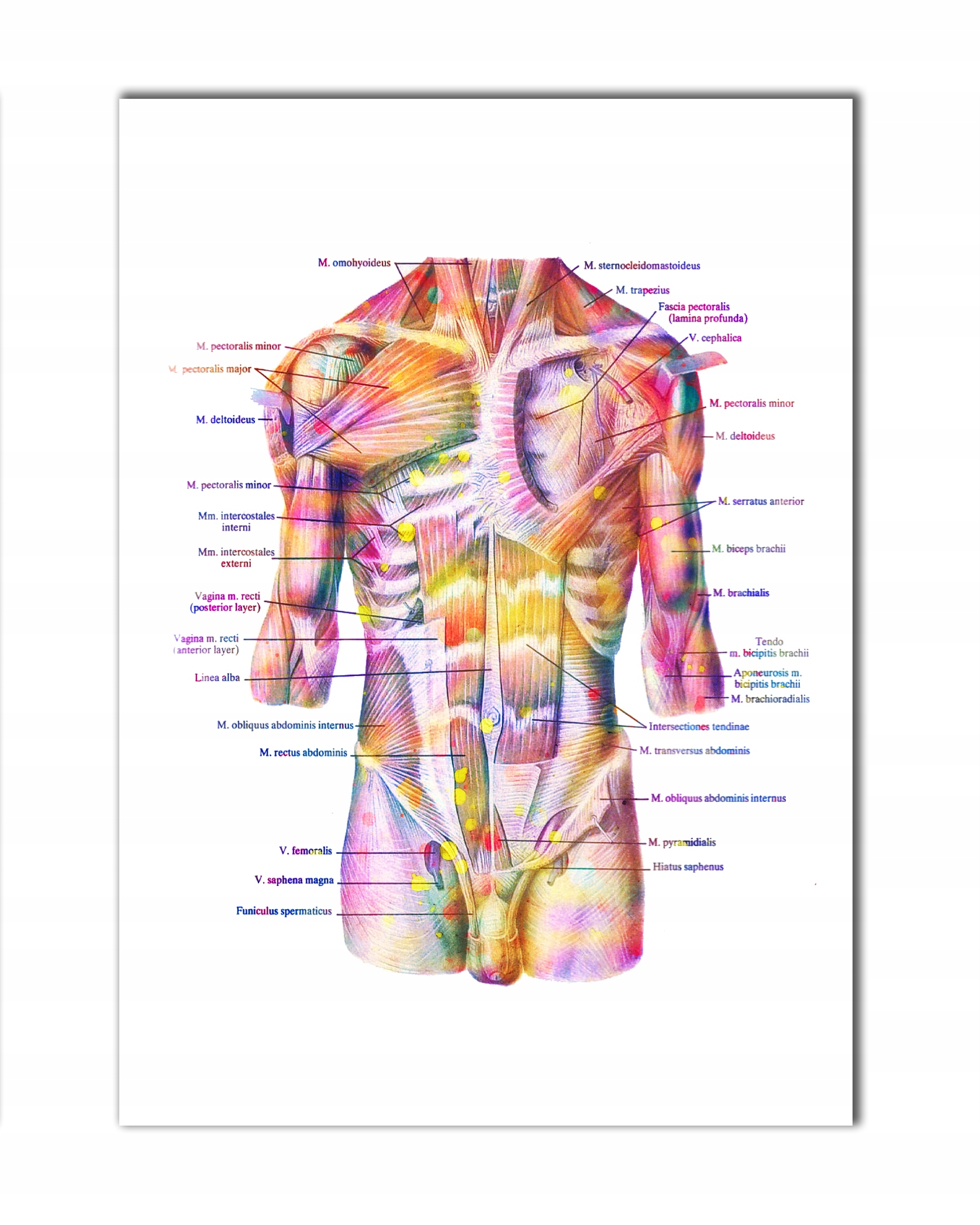 Anatomia człowieka tablica człowiek łacina plakat medyczny 70x50 cm