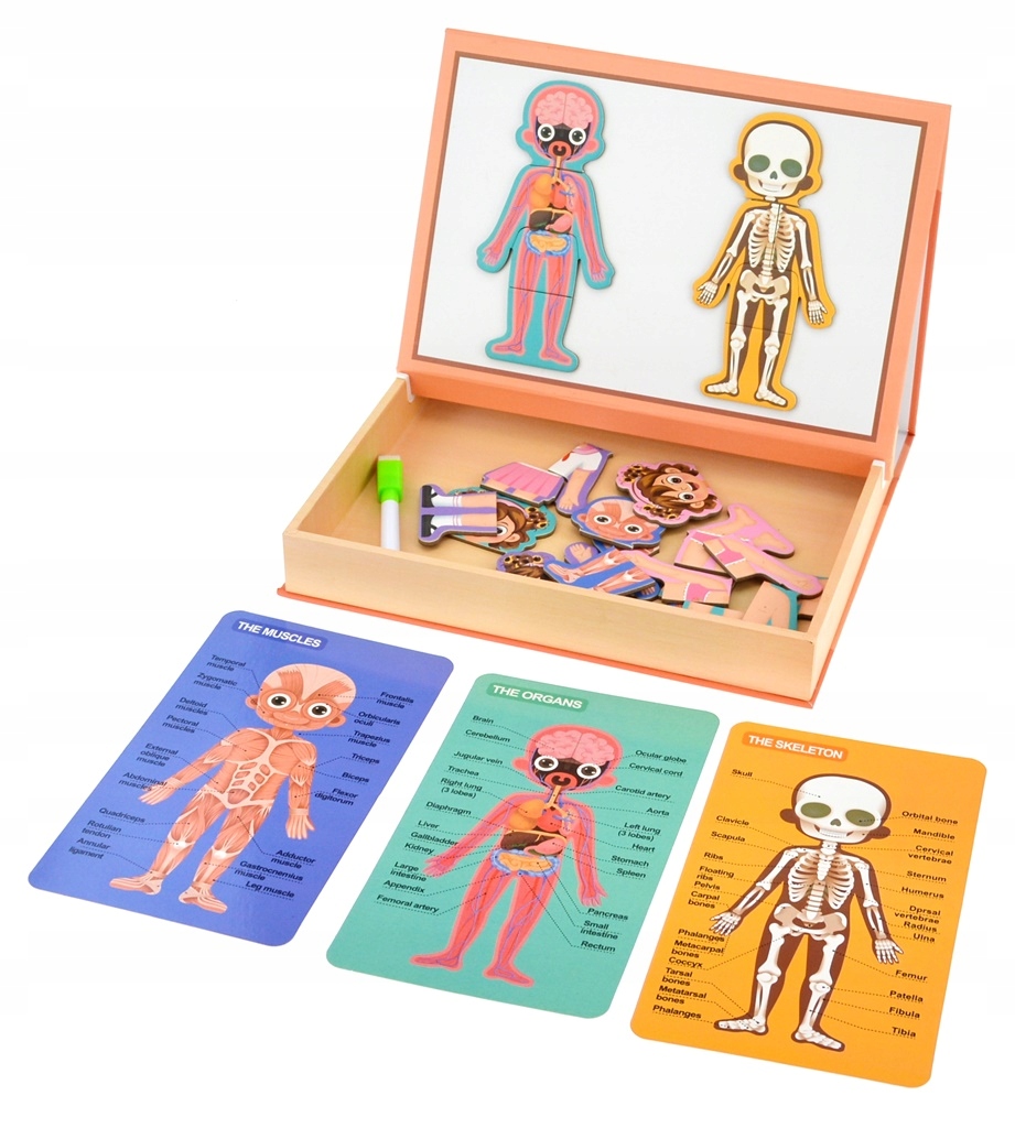 

Układanka Tablica Magnetyczna Ciało Człowieka