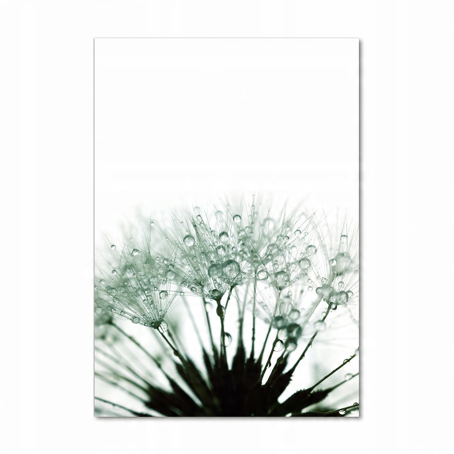 

Foto obraz akrylowy Nasiona dmuchawca 70x100 cm