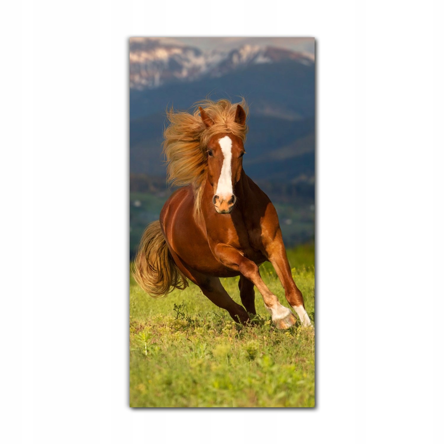 

Obraz na szkle na ścianę 70x140 Koń grzywa galop
