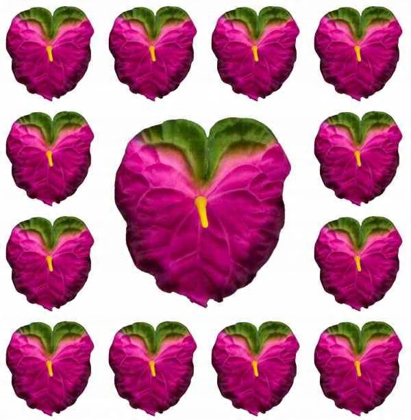 

Anturium główka Fuchsia/green 12 sztuk