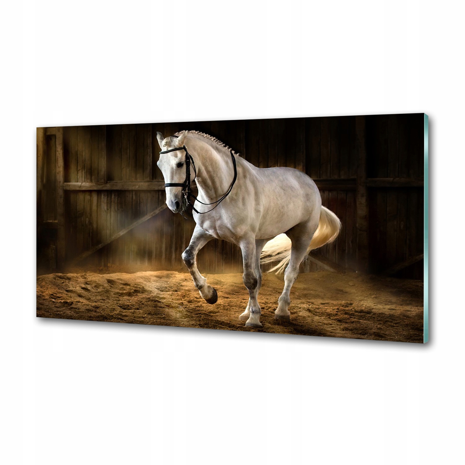 Panel do kuchyne Biely kôň 100x50 cm Lepidlo Darček
