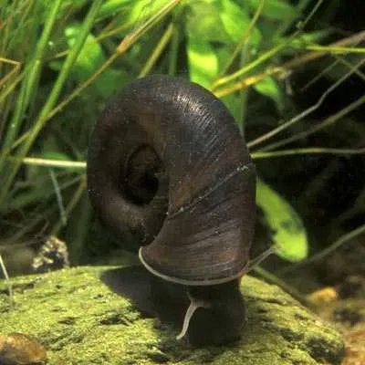 Błotniarka i zatoczek sanitariusze waszego stawu