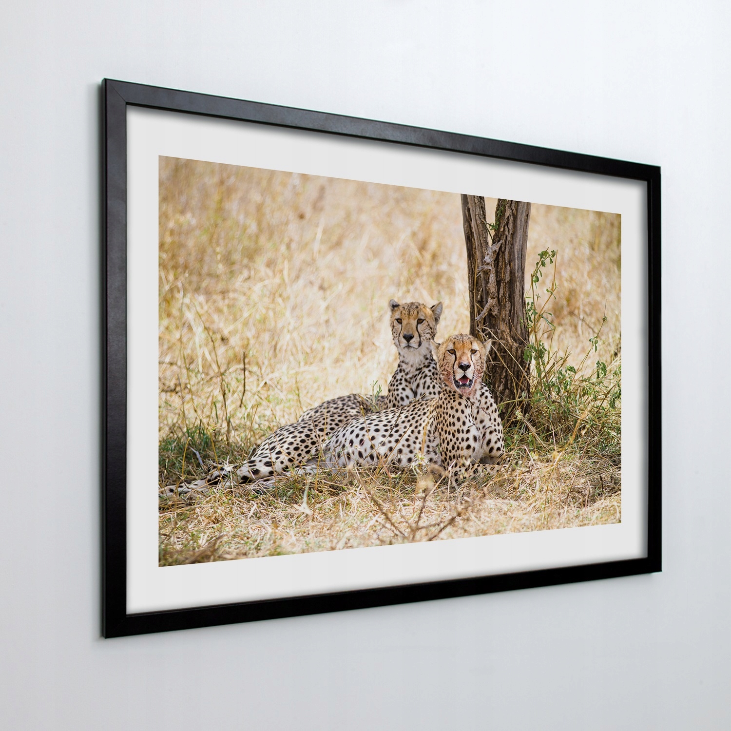 Obraz v ráme na stenu Gepardy savana 100x70 cm