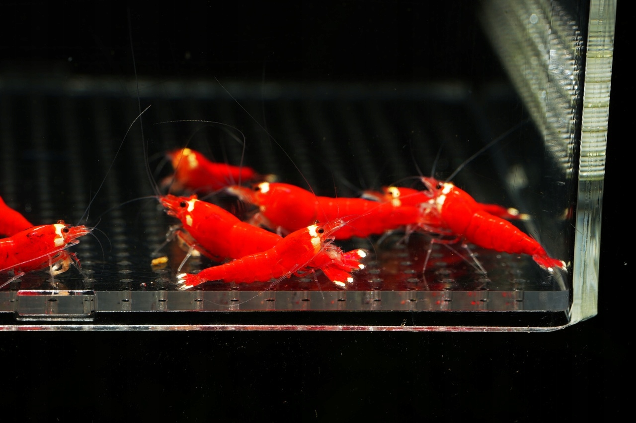 Krwetki Super Crystal Red Extreme Santa