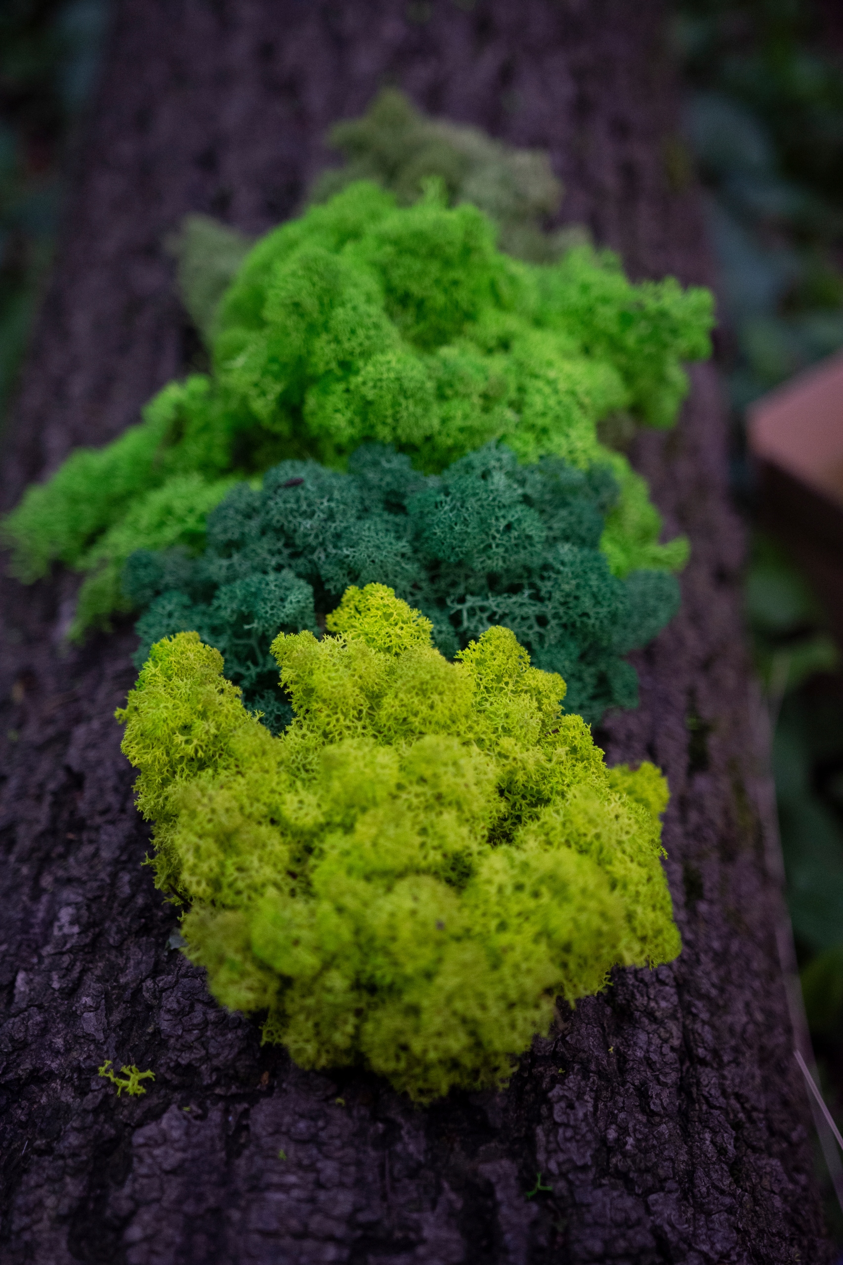Mech Chrobotek Reniferowy MIX KOLORÓW 750gr Marka inna