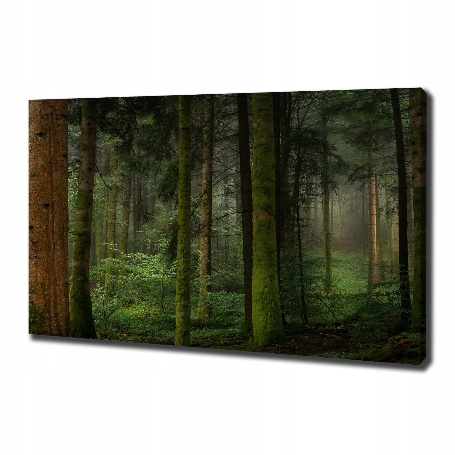 

Duży foto obraz na płótnie Mgła w lesie 100x70 cm