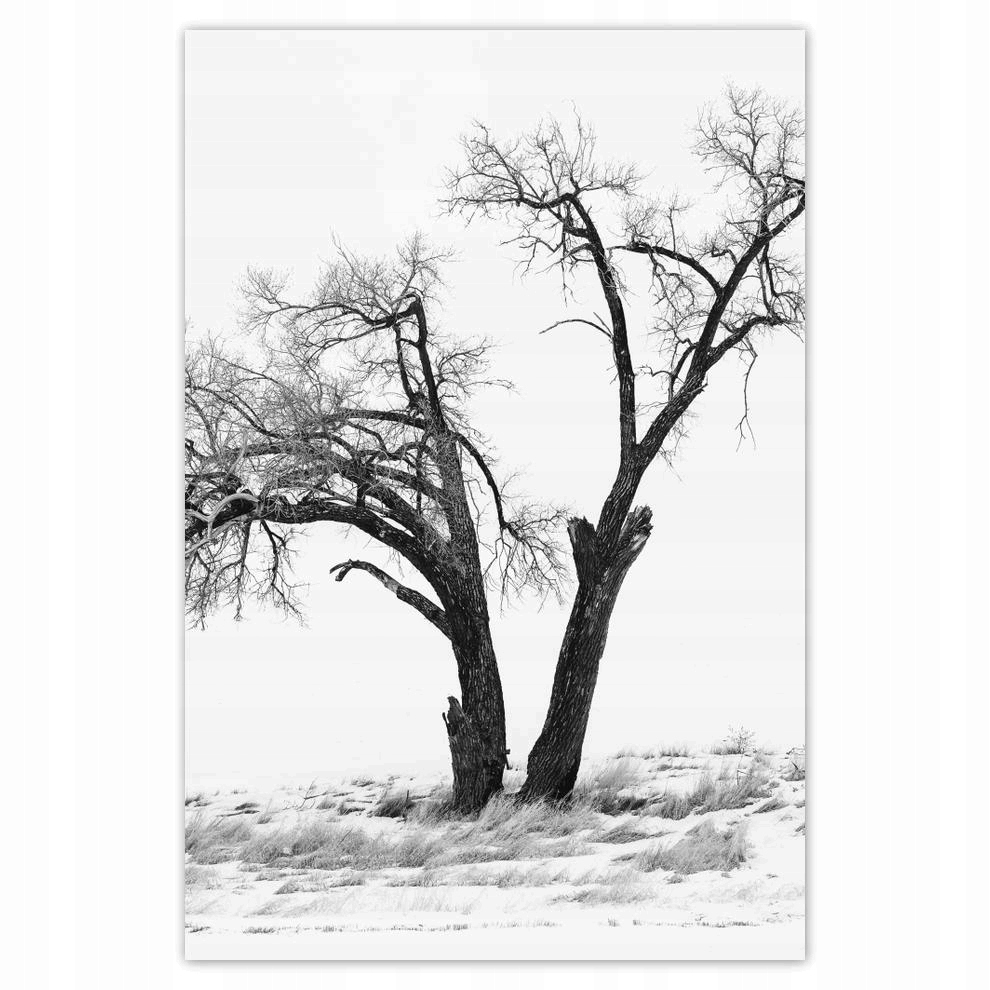 

Plakaty 40x60 Samotne drzewo
