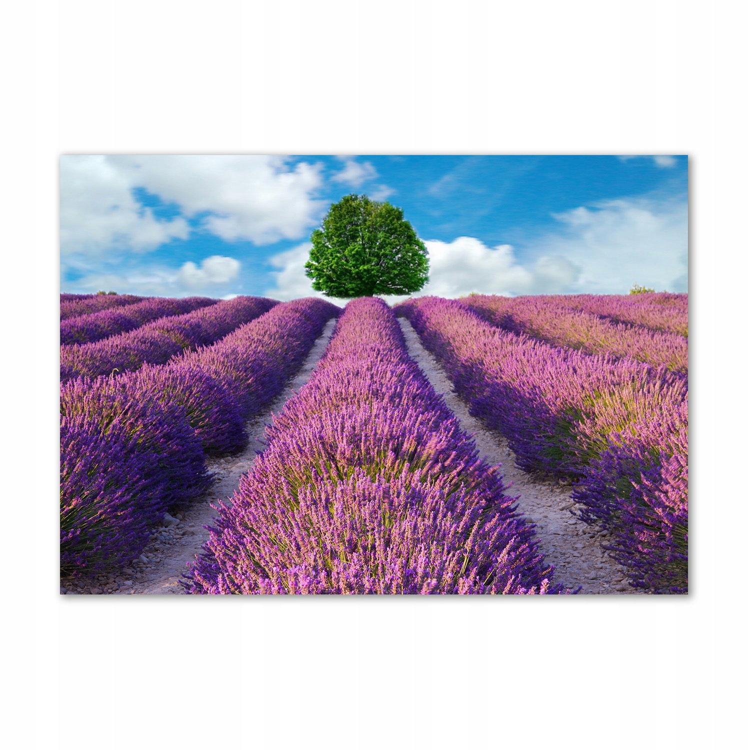 

Foto obraz szkło akrylowy Pole lawendy 100x70 cm