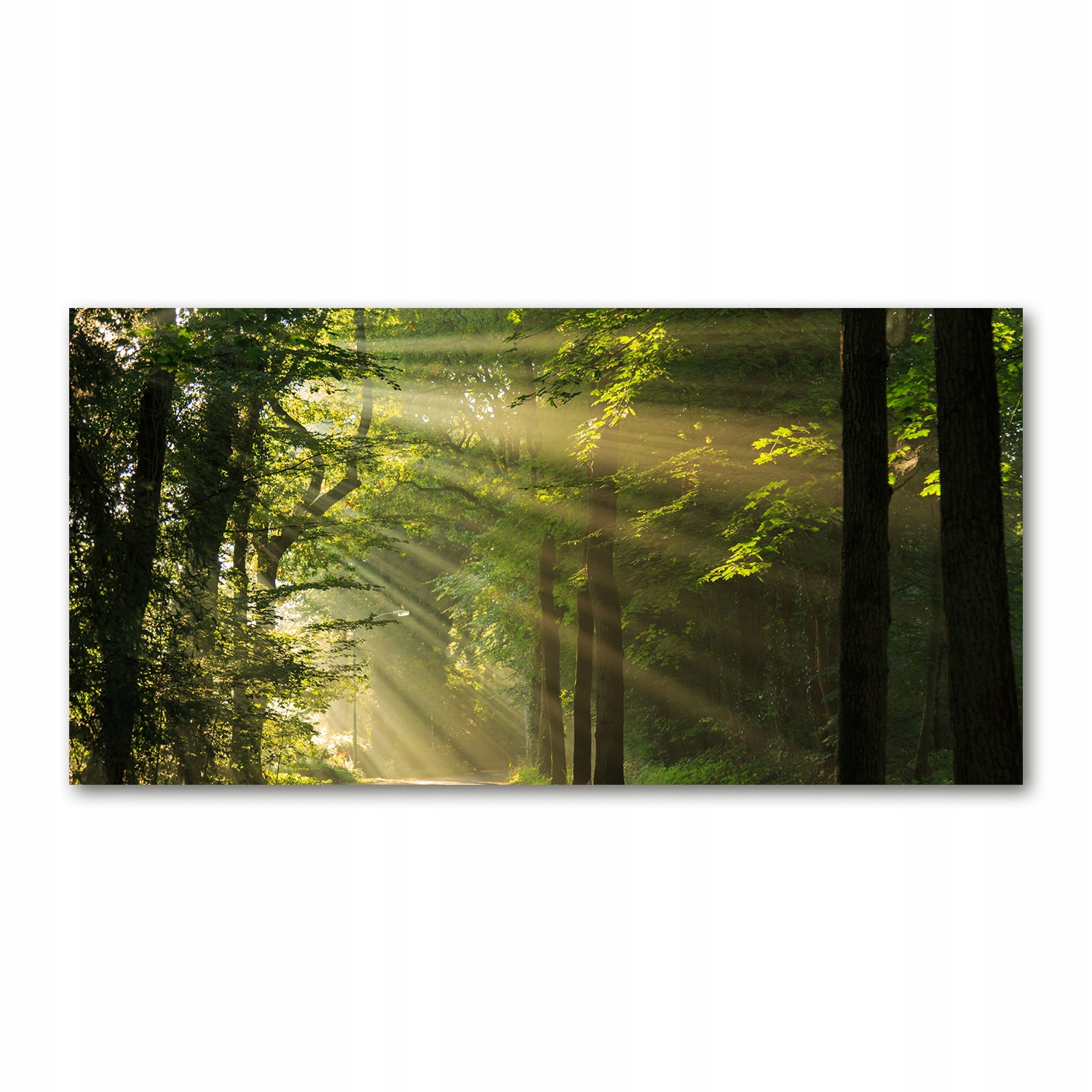 

Foto-obraz akrylowy Las w słońcu zdjęcie 140x70 cm