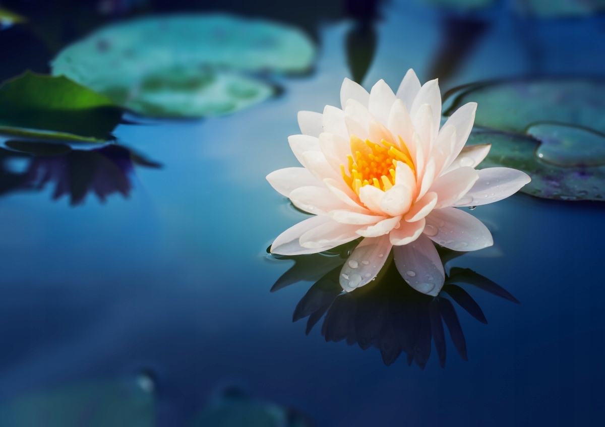 

Tapeta flizelinowa Kwiat lotosu 312x219