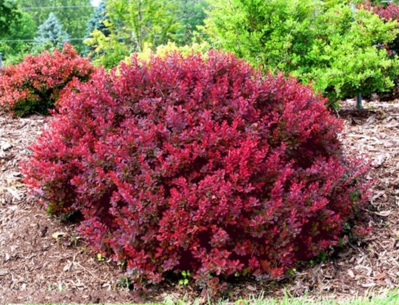 BERBERYS THUNBERGA Bagatelle - sadzonki w don. !!!