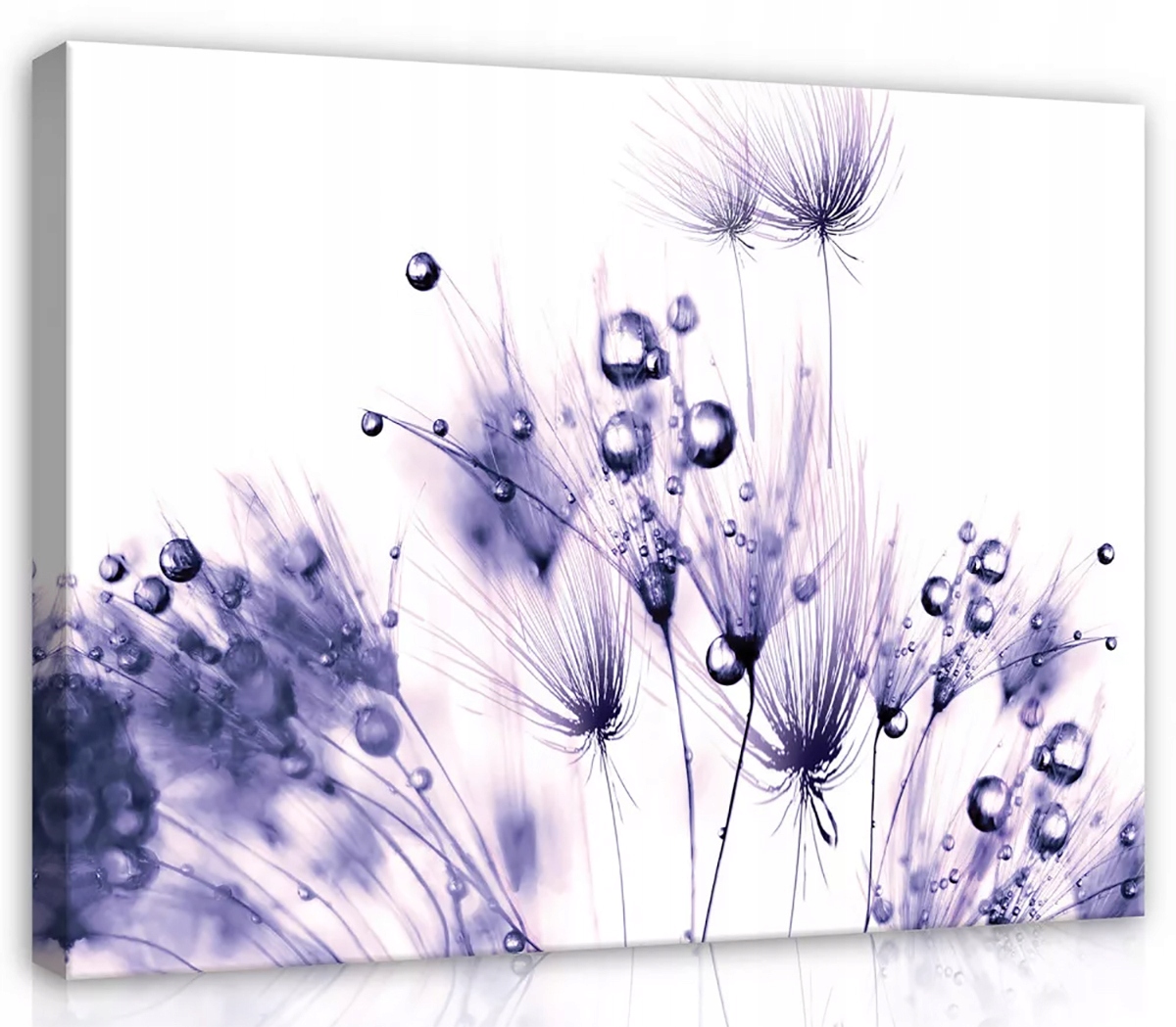 Obraz Na Plátně Canvas 80x60 Pampeliška Rosa