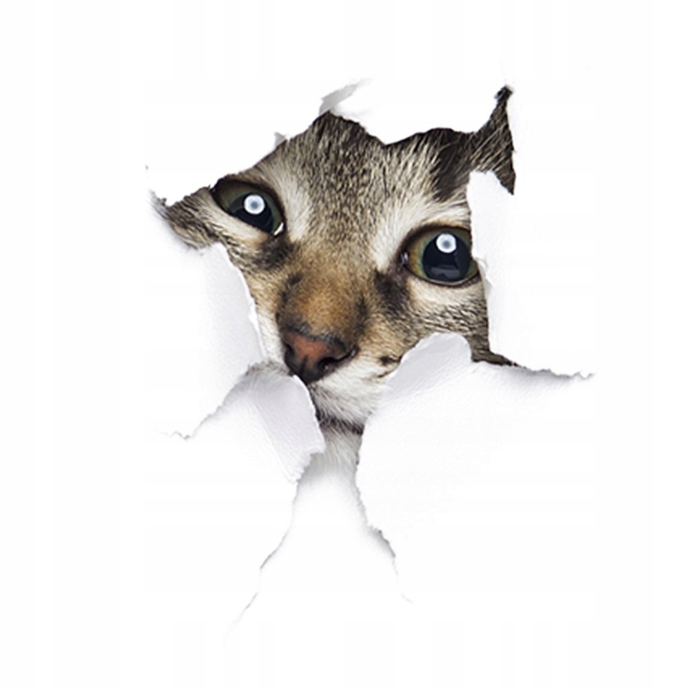 NAKLEJKA 3D NA ŚCIANĘ KOTEK NALEPKA Z KOTEM