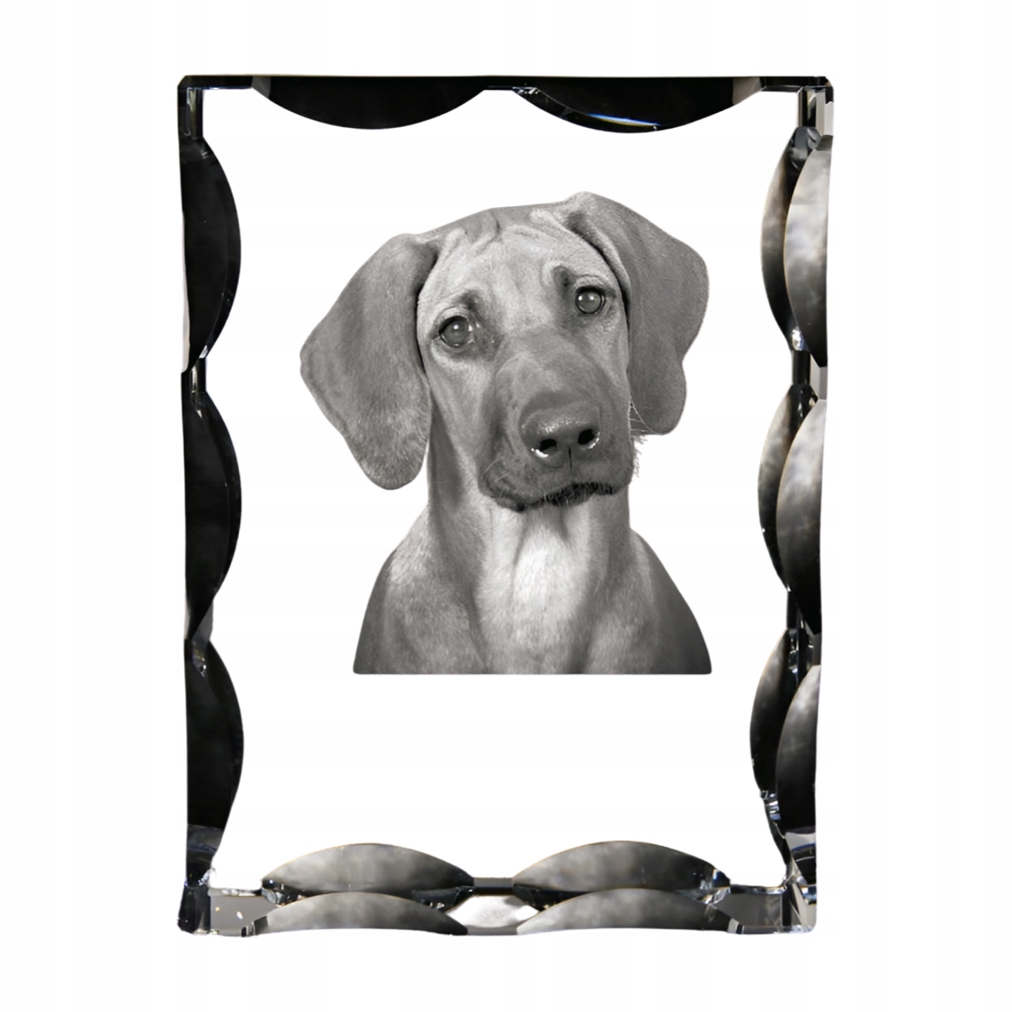 Rhodesian Ridgeback, Afrykański pies na lwy kryształ ze zdjęciem psa, szk