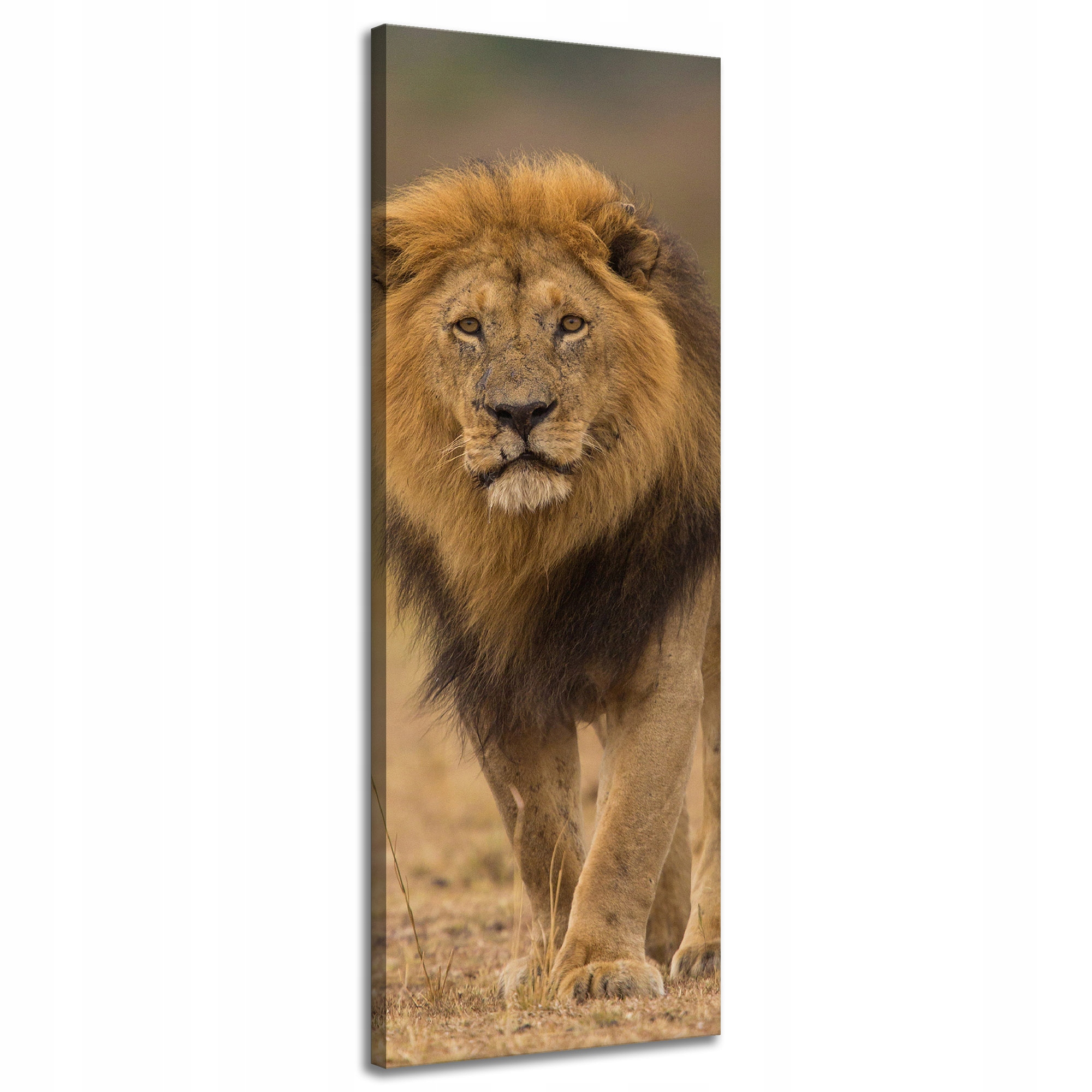 Obraz na plátně Lev Příroda Savana Divočina 40x120 cm Ideální jako dárek