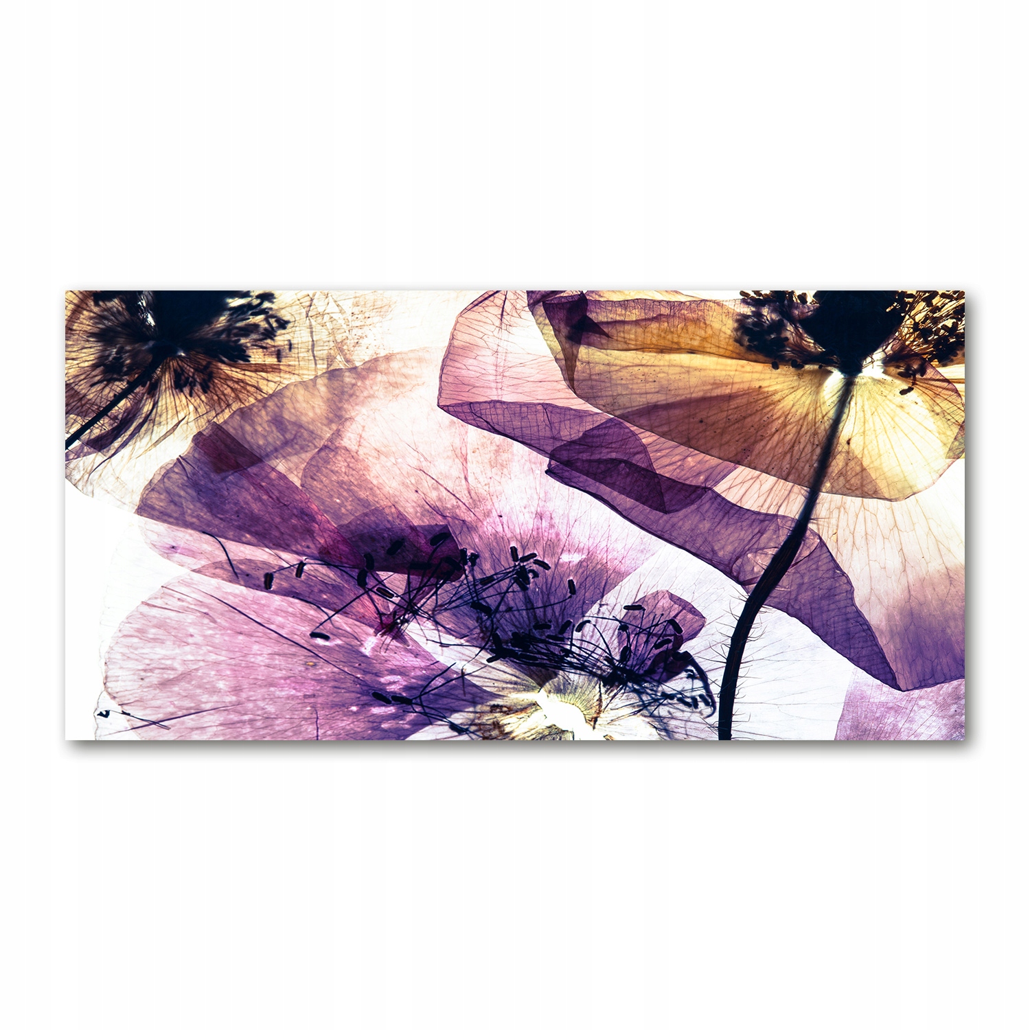 

Foto-obraz akrylowy Suche maki zdjęcie 140x70 cm
