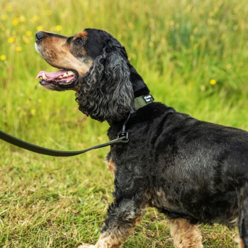 Levně Velmi odolný obojek pro psa Mountain Paws – olivová barva M