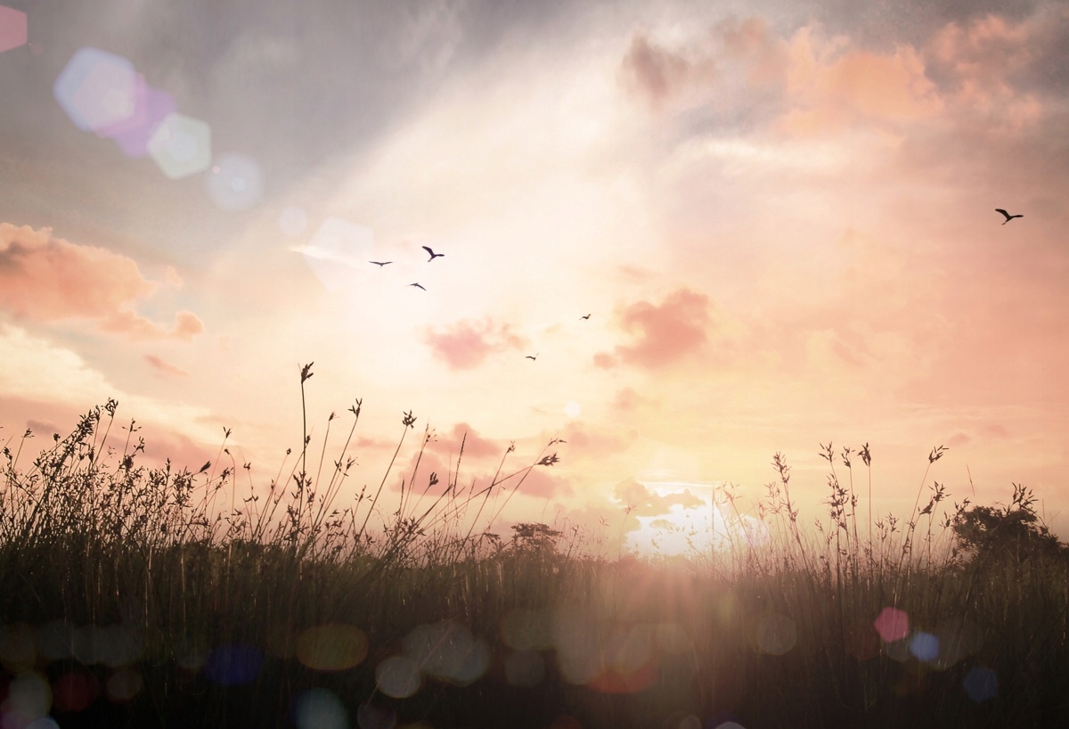 

Fototapeta Flizelinowa Łąka Vintage - 104x70