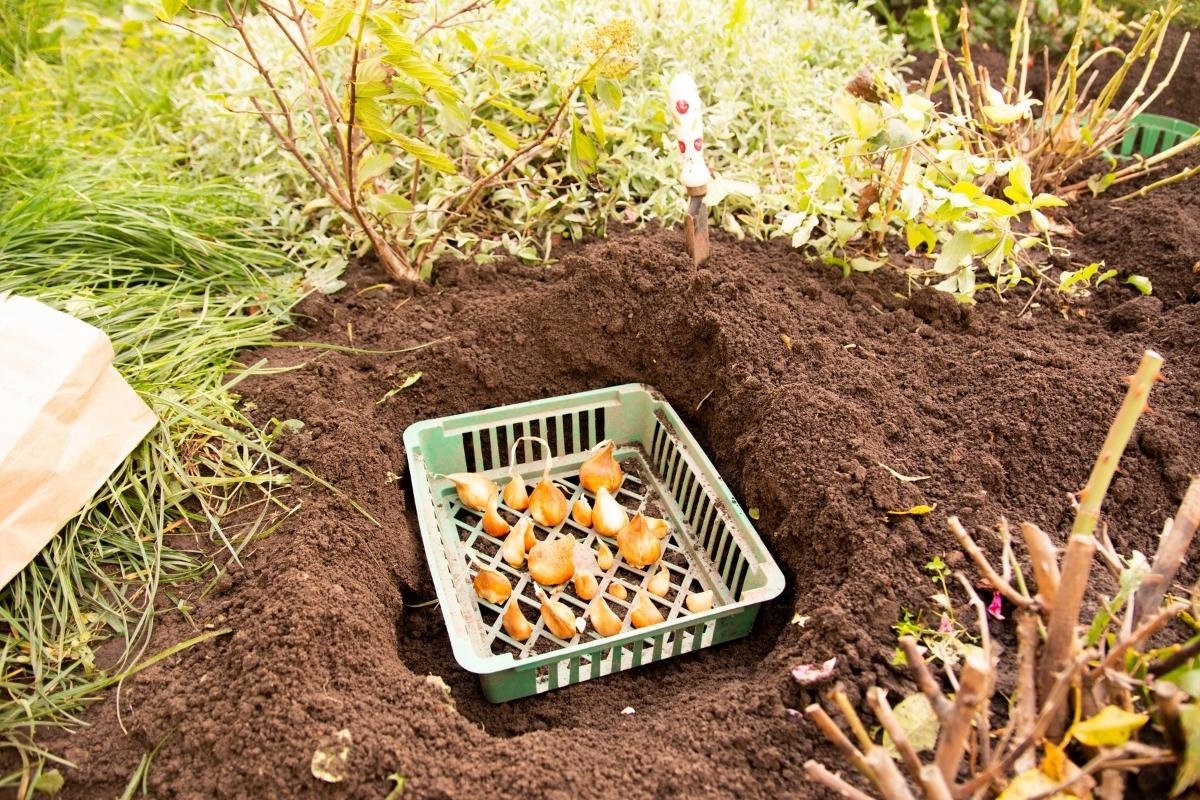 KOSZYCZEK do SADZENIA cebulek kwiatowych KWIATÓW zielone 10 szt KOSZYCZKI Marka Rolmarket