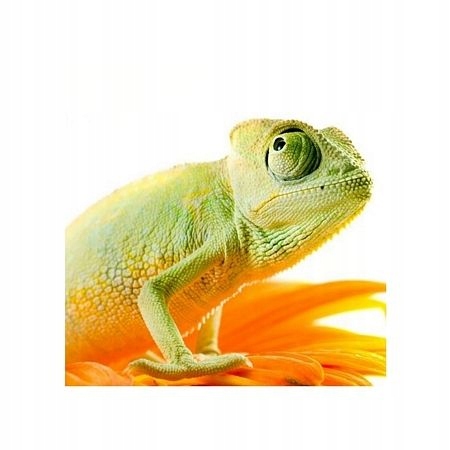 

Kameleon na kwiatku - reprodukcja 40x40 cm