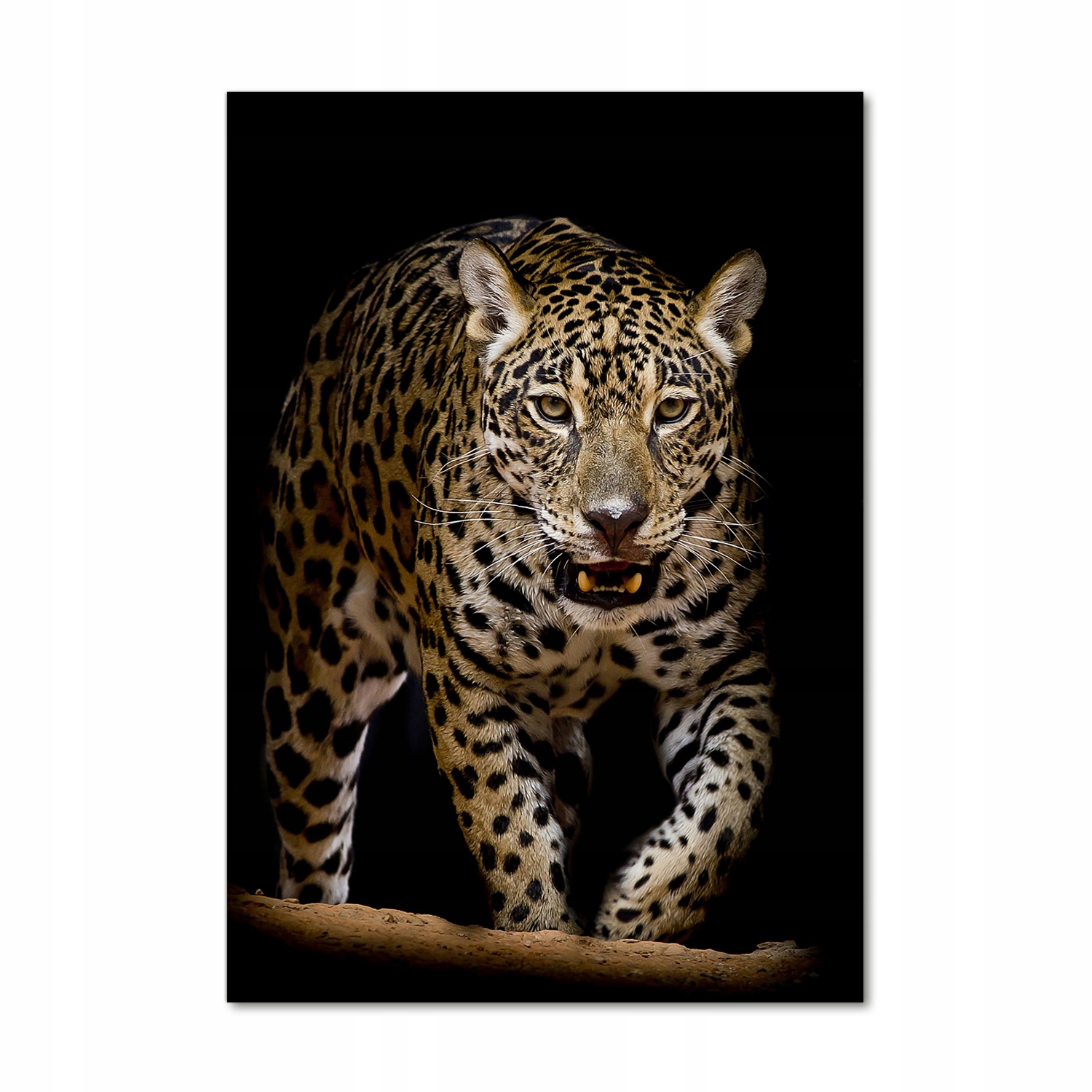 

Foto obraz szkło akrylowe na ścianę Jaguar 70x100