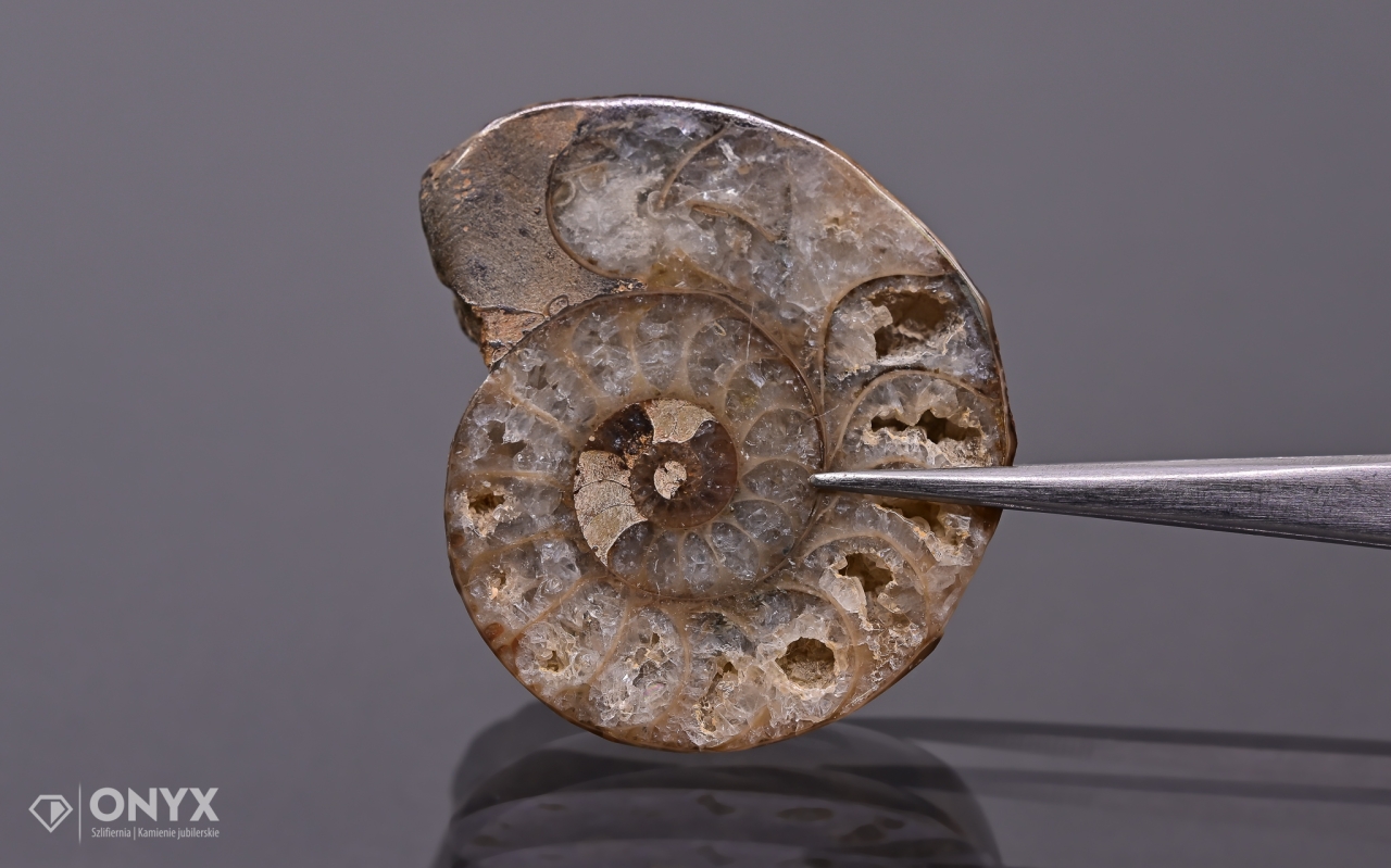 Amonit z Madagaskaru nepravidelný 39x33 mm