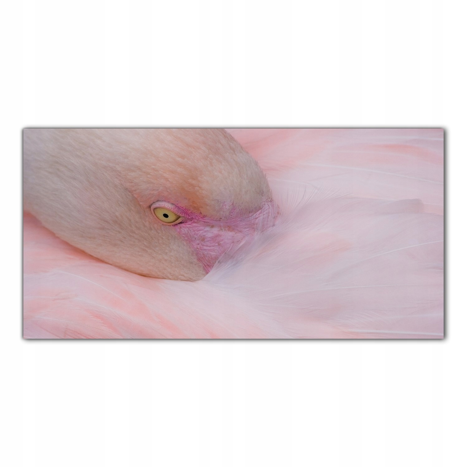 

Obraz na szkle Foto Flaming Ptak Zwierzę 100x50