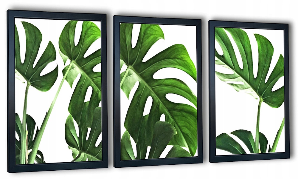 

3 obrazy do salonu motyw roślinny Monstera 130x63