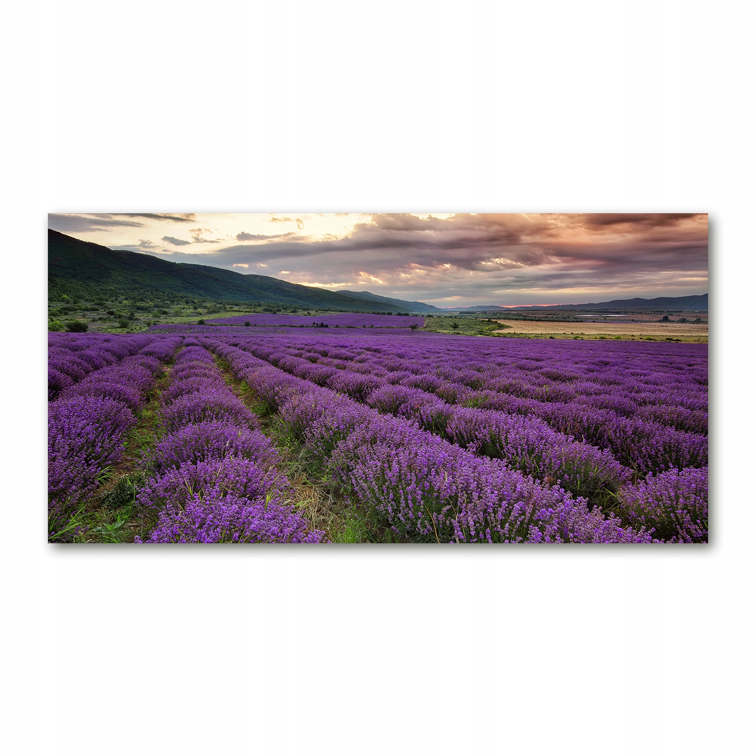 

Foto-obraz akrylowy Pole lawendy zdjęcie 140x70 cm
