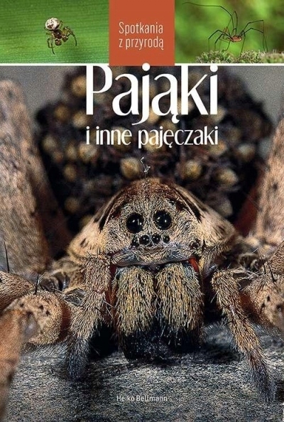 

Pająki i inne pajęczaki. Spotkania z przyrodą