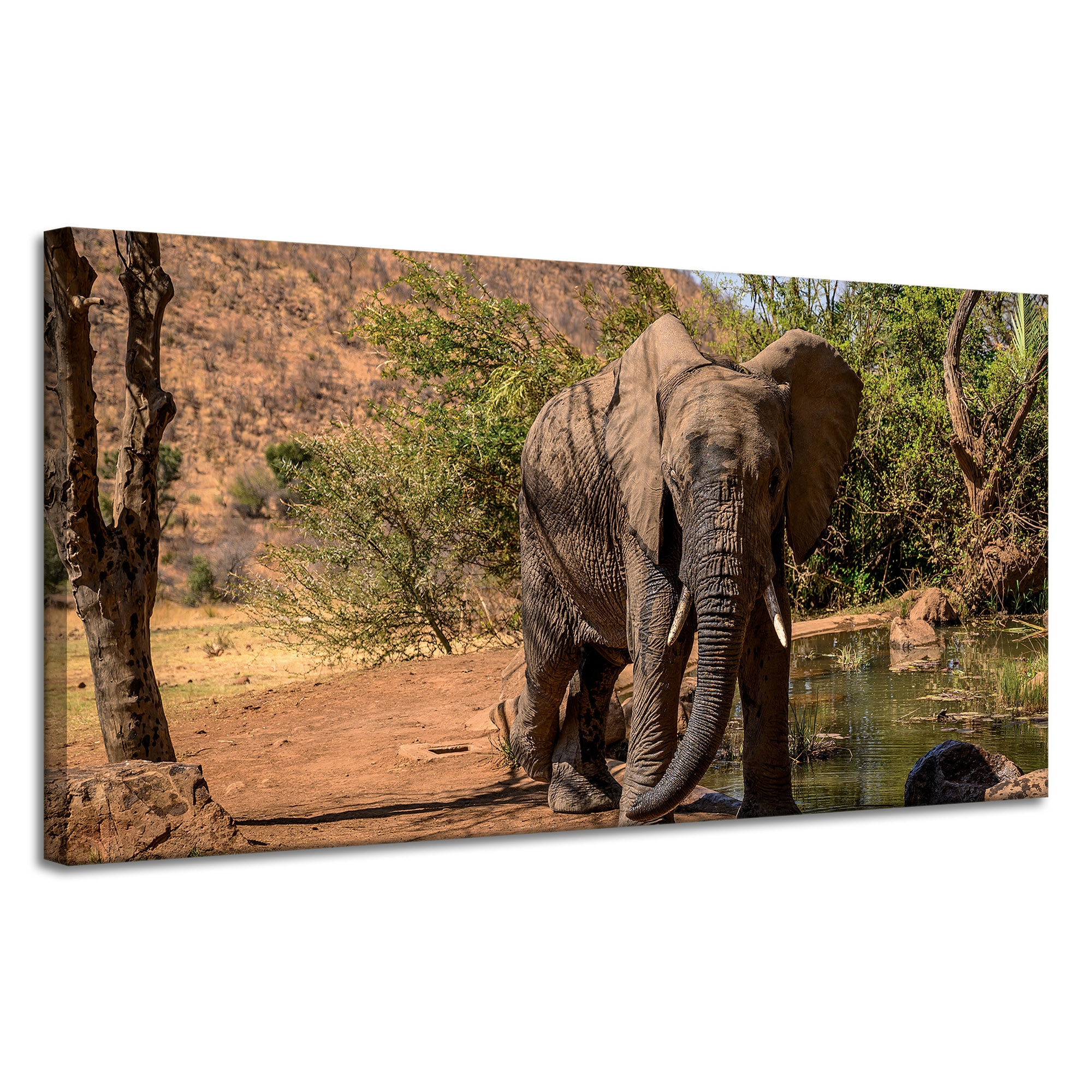 Obraz na plátně Slon Afrika Voda Bláto Slunce 120x60 cm