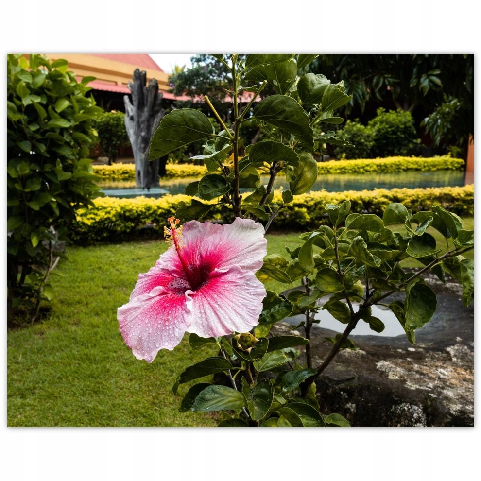 

Plakat 50x40 Kwiatki Kwiaty Kwiatuszki