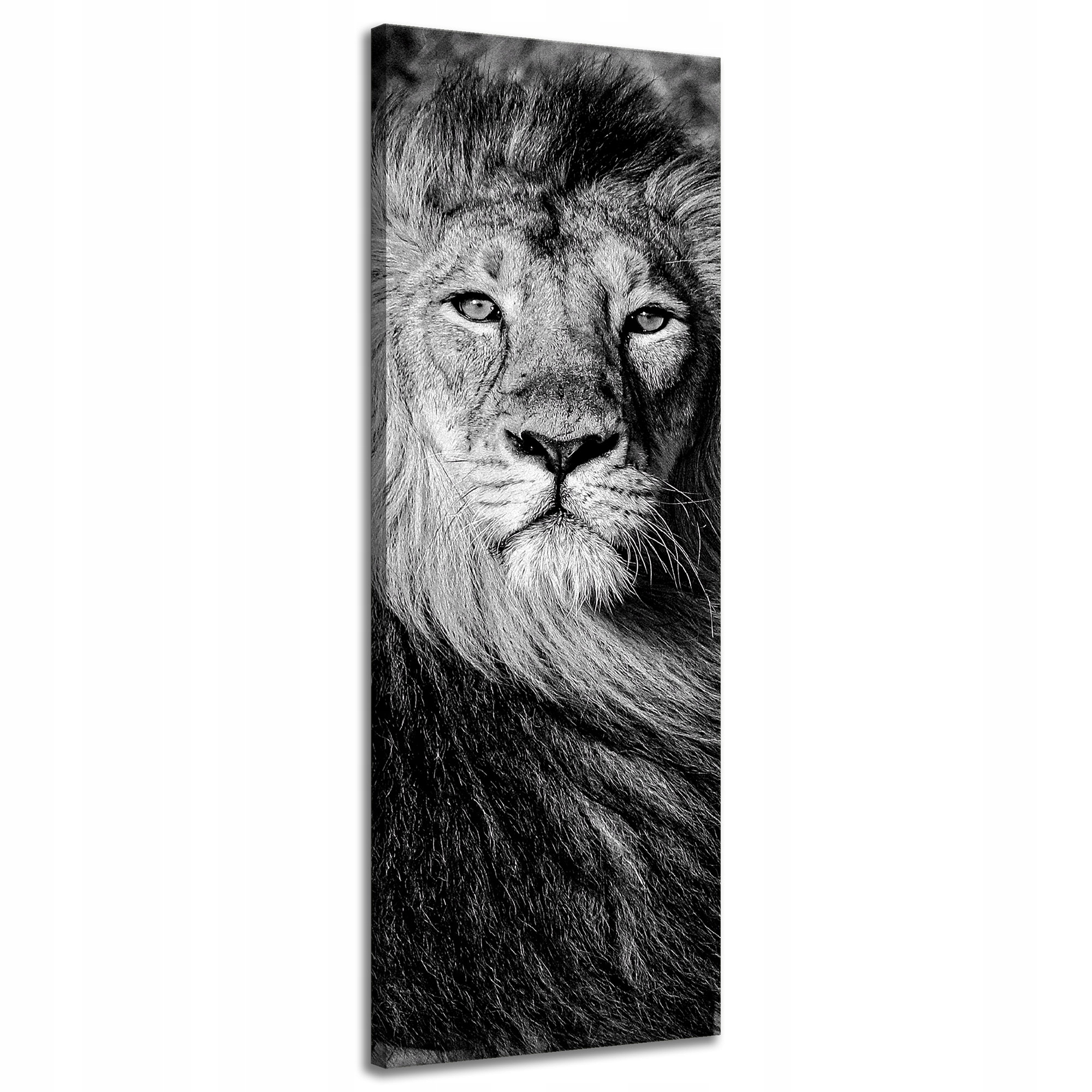 Obraz na plátně Šedá Lví hříva Obličej Oči 40x120 cm Ideální jako dárek