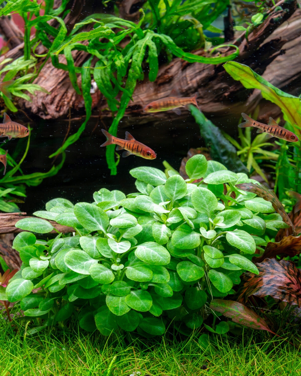 Lobelia Cardinalis мини подводная разведение