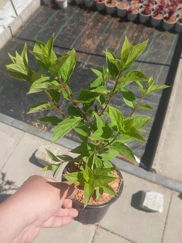 Hortensja bukietowa FIRE LIGHT INTENSYWNA CZERWIEŃ