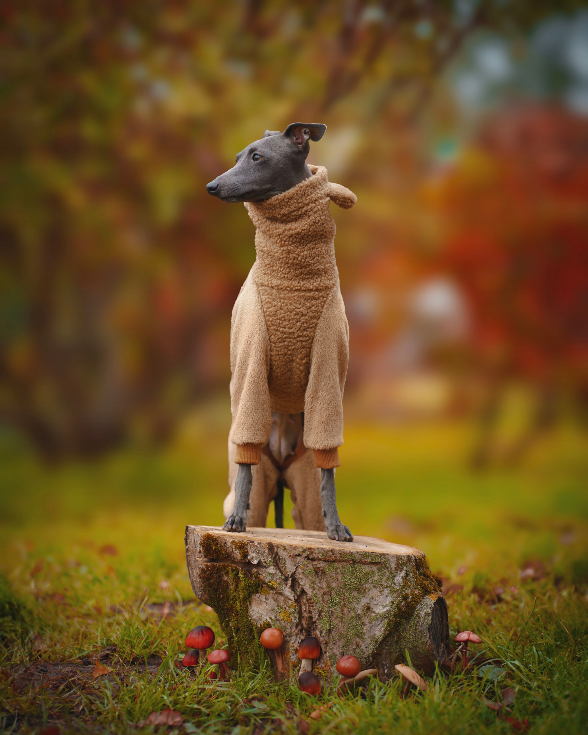 Levně Oblečení pro italského chrtíka Kombinéza Boucle