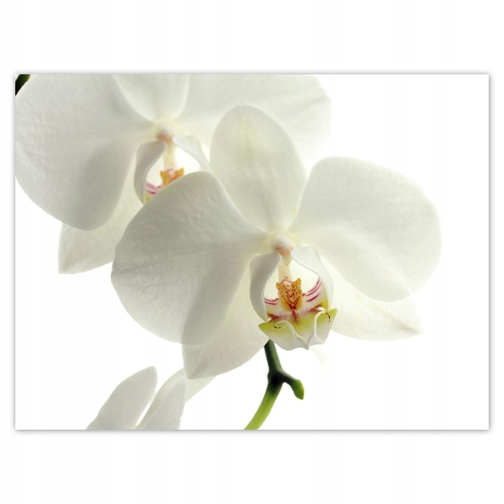 

Plakat 40x30 Dzień Kobiet Prezent Love