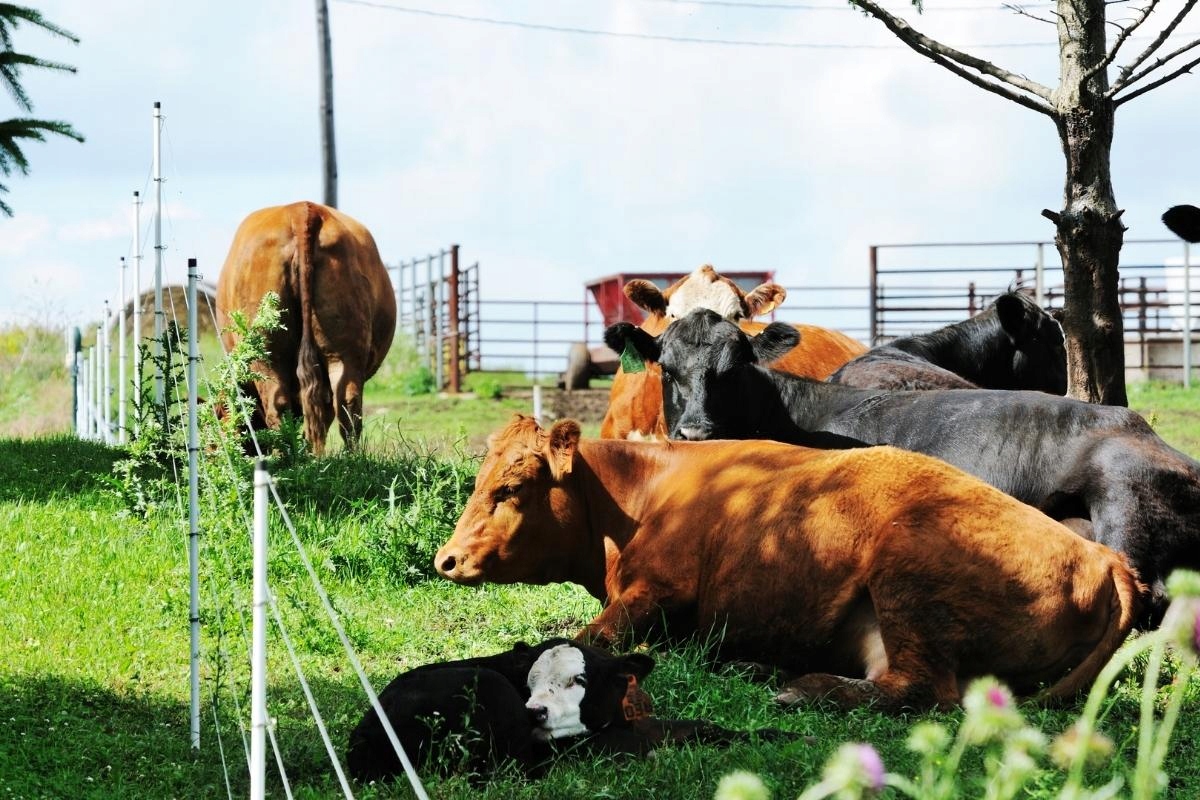 PLECIONKA linka drut splotka do PASTUCHA byki byka BIAŁA PASTUCH 500m FV Marka Matador